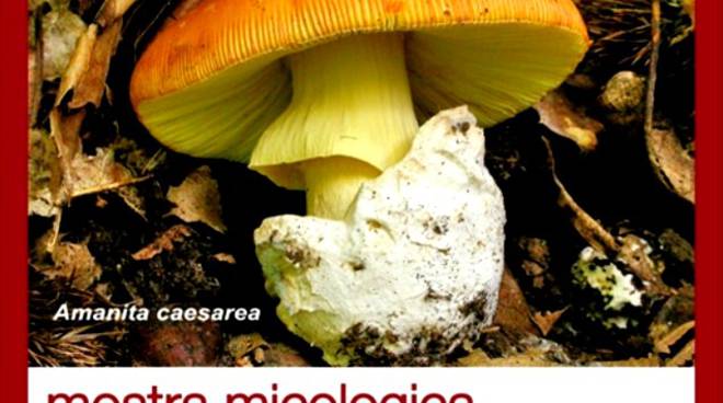 mostra micologica