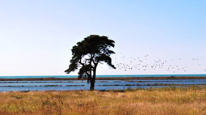 Riserva delle Saline di Tarquinia