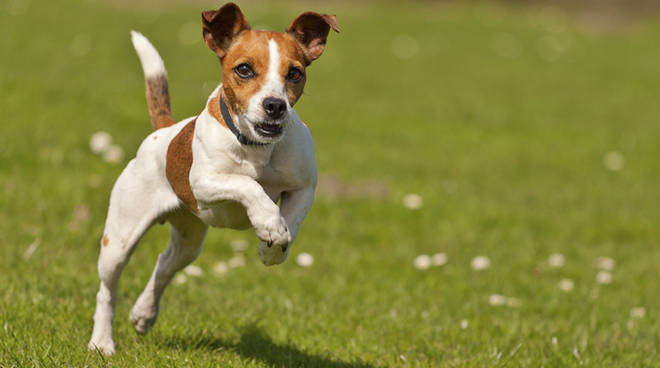 Jack Russel jumping