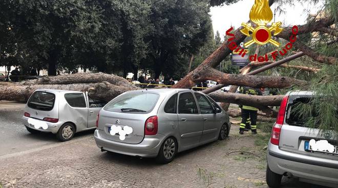 Roma - Crollo Pino Viale Mazzini