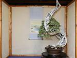 Bonsai e Suiseki