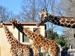 Giraffa, un animale da record!