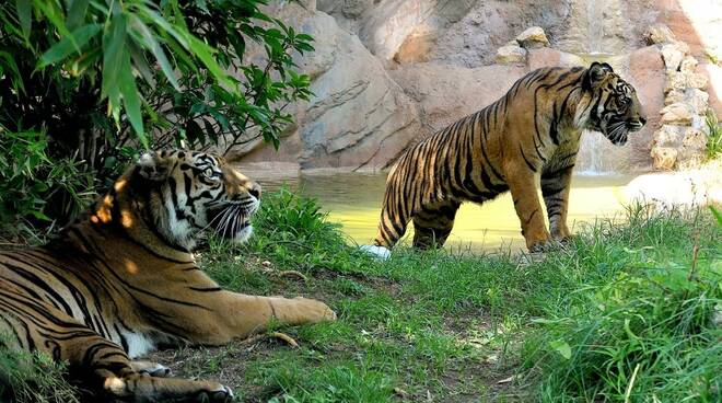 Bioparco di Roma - RDN