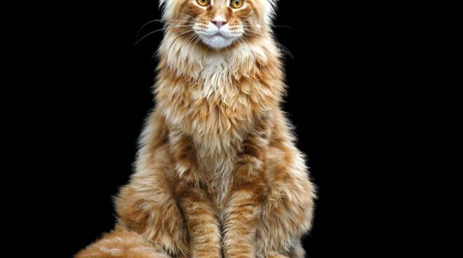 maine coon