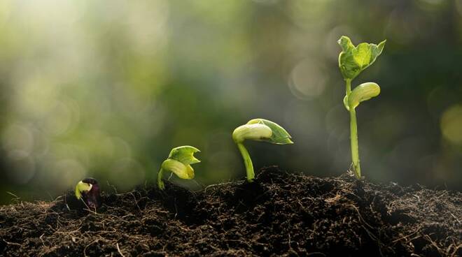 O retorno da magia do Dia das Plantas