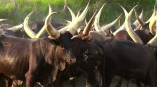 Cento mucche offerte dall’Uganda a Giorgia Meloni