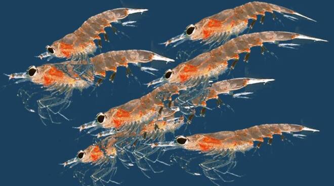 Sequenziato il genoma del krill antartico: è 15 volte quello umano