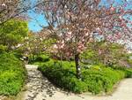 Hanami all'Orto Botanico