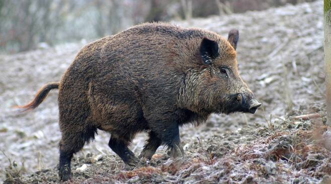 Moncelli: I danni della fauna selvatica all’agricoltura