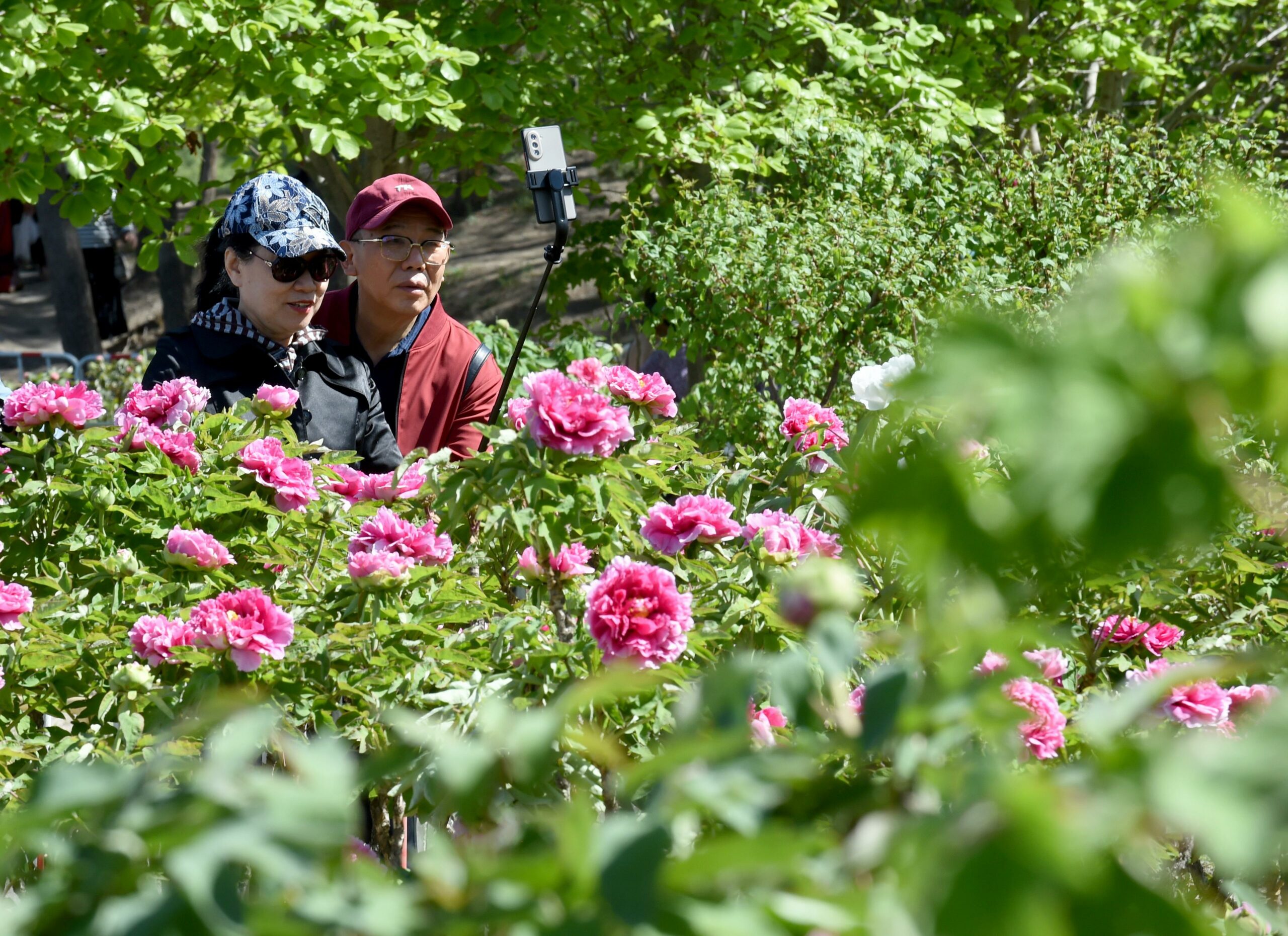 Cina: Pechino, peonie in fiore nel parco di Yuanmingyuan (1)