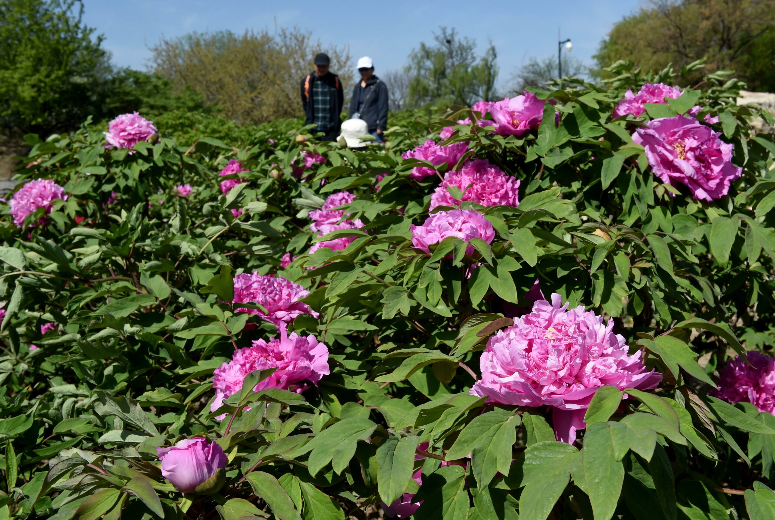 Cina: Pechino, peonie in fiore nel parco di Yuanmingyuan (2)