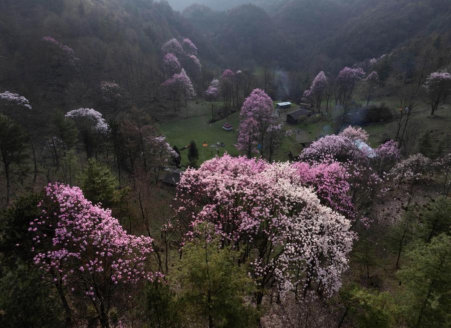 Cina: ammiriamo lo splendore dei fiori di magnolia nel Sichuan (1)