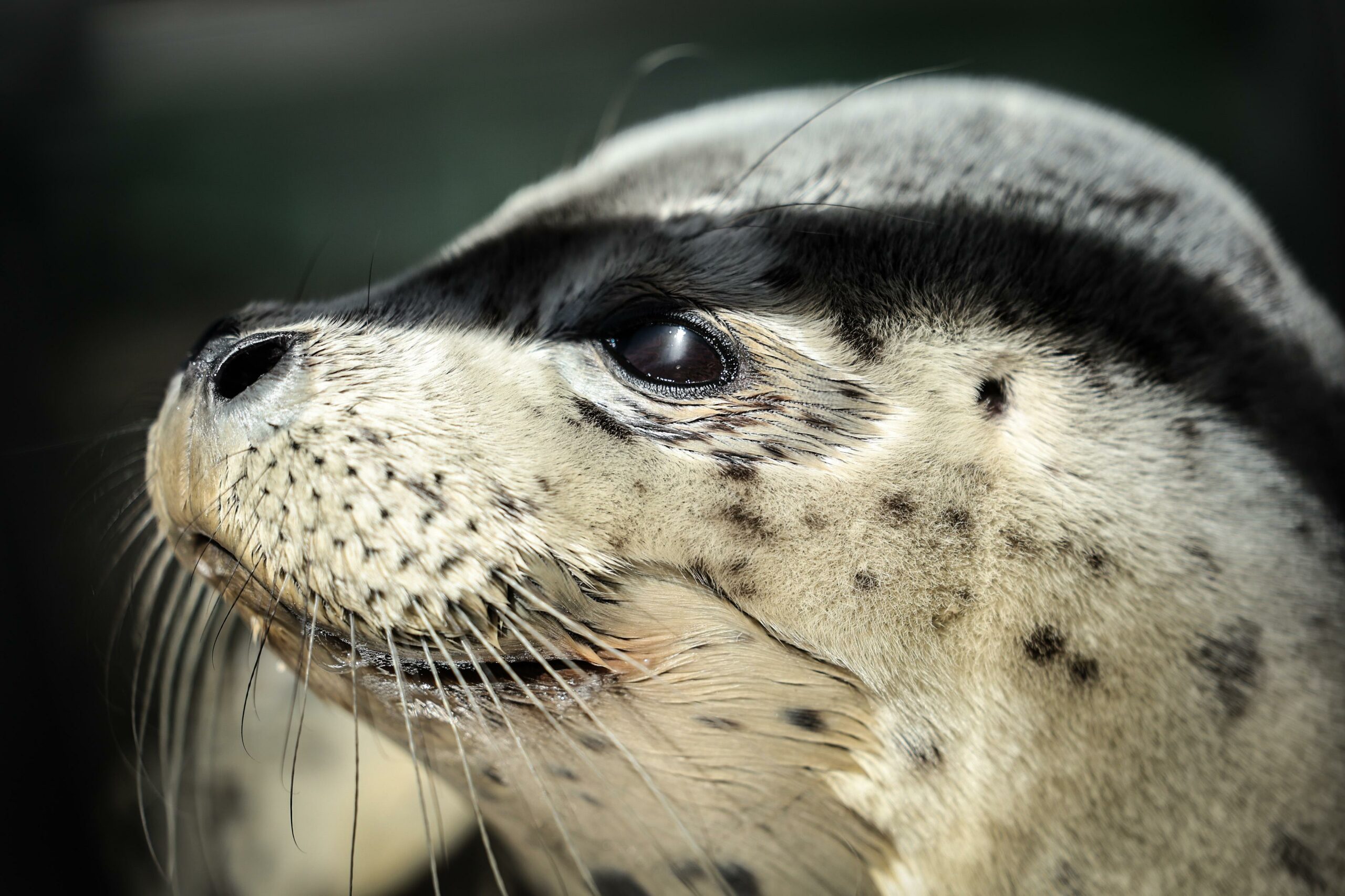Cina: Liaoning, liberate foche maculate a Dalian (1)