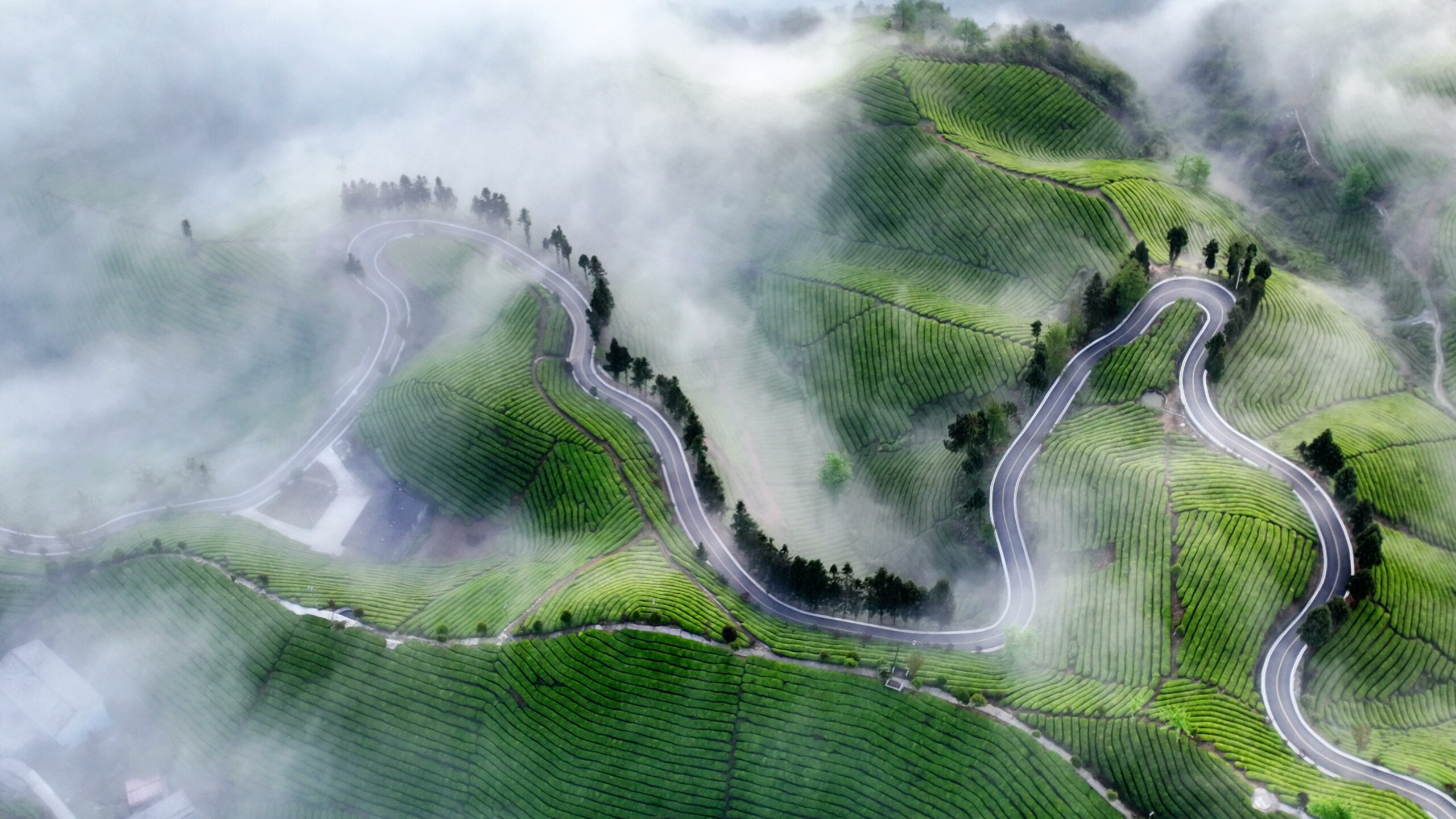 Cina: Hubei, panorama delle piantagioni di te’ (2)