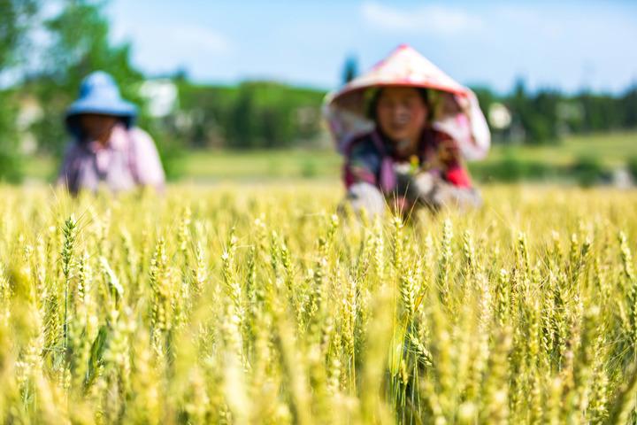 Cina: attivita’ agricole durante il Guyu (2)